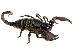 Image result for Scorpion