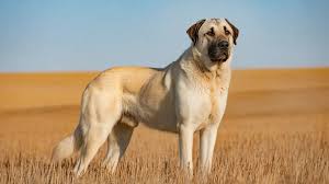 Cachorro com mordida mais forte do mundo arranca um pedaço do seu braço em segundos