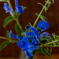 Check spelling or type a new query. Blue Angel Salvia
