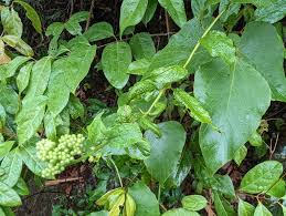 Image result for Microglossa