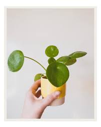 Pilea Peperomioides Green Foliage Cute Pots For Plants Houseplants Indoor Plants Plants Decor Home Decor Interior Style Plants Pilea Peperomioides House Plants