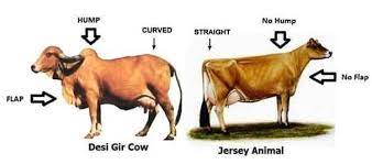 Ayurveda Info Desi Indian Cow Vs Jersey Cow And Facebook