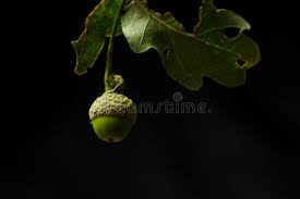 Acorns are nuts that typically have a cap. 19 146 Black Oak Tree Photos Free Royalty Free Stock Photos From Dreamstime