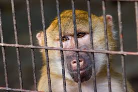 Image result for monkey caged