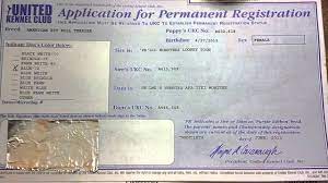 What kind of bedding is in a guest room? Ukc Registration Papers