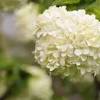 This evergreen native grass has become an australian garden staple thanks to its compact leaf form and reliability. Https Encrypted Tbn0 Gstatic Com Images Q Tbn And9gcqstk6t9aaknoxlkmx2lc9shrguziyplzzzyxlvuanq4oo4xulm Usqp Cau