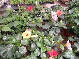 Many common large shrubs are $10.99 each, 3 for $30. Family Farm Garden Home Facebook