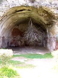 Image result for geotropism
