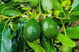 We did not find results for: 10 Easy Tips To Growing Avocado In Pots The Gardening Dad
