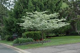 Washington hawthorn (crataegus phaenopyrum) grows in zones 3 to 8. Crusader Cockspur Hawthorn Crataegus Crus Galli Crusader In Columbus Dublin Delaware Grove City Gahanna Bexley Ohio Oh At Oakland Nurseries Inc