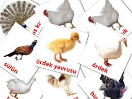 1000 Turkish Flashcards Online For Toodlers Pdf Files In 2020 Flashcards Toodler Turkish