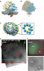 We did not find results for: Subtomogram Average Of Rav Bound Ribosomal Complex A Average Of 1362 Download Scientific Diagram