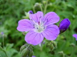 We did not find results for: Spesial 40 Gambar Bunga Geranium