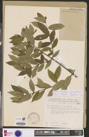 Image result for Pauridiantha