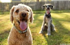 Maybe you would like to learn more about one of these? How Much Does A Cavapoo Cost Price Guide Oodle Life