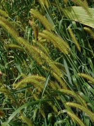 Image result for Setaria longiseta