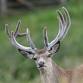 The Red Deer of Exmoor - Triscombe Farm Country Cottages, Wheddon Cross Event Image