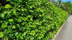 Wer seine hecke schneiden will und in hamburg wohnt, muss beachten, dass hier ein schutz für bestimmte in meinem kleinen garten wächst ein großer taxus. Schnell Wachsende Hecke Diese Pflanzen Bieten Schnell Sichtschutz