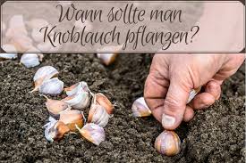 Die anschließenden handgriffe sind schnell erklärt. Pflanzzeit Wann Sollte Man Knoblauch Pflanzen