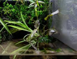 Terrarium kit features a 1.85 gallon crystal clear glass tank, aquaponic waterfall, rockscape with planting pods, and deluxe artificial plant pack. Paludarium Aquascaping Wiki Aquasabi