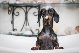 From new york city, washington dc, and miami to. 350 Cute Dog Names Best Tiny Squishy Adorable Ideas Pet Keen