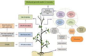 Early symptoms of lithium toxicity can usually be treated by reduction or cessation of dosage of the drug and resumption of the treatment at a lower dose after 24 to 48 hours. Lithium Toxicity In Plants Reasons Mechanisms And Remediation Possibilities A Review Sciencedirect