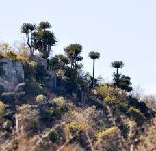 Image result for Euphorbia confinalis