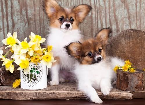 Everything about the Papillon Dog: health, education, costs