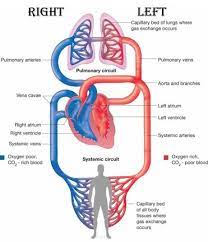 Difference Between Single And Double Circulation Compare The Difference Between Similar Terms