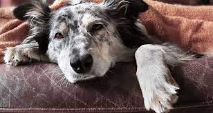 Dogs with mast cell tumors may also have reduced appetite due to the fact that these tumors release histamines which cause increased stomach acid production and nausea. Early Signs Your Dog May Have Cancer What To Look Out For