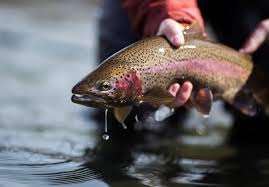 trout fishing facts and tips fishmasters com