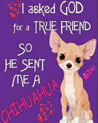 Dog Dogs Top Tags Toptags Puppy Pup Cute Eyes Instagood Dogs Of Instagram Pet Pets Animal Animal Cute Chihuahua Chihuahua Love Chihuahua Funny