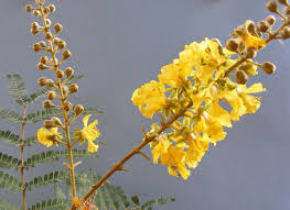 Image result for Peltophorum africanum