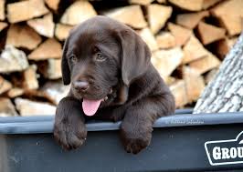 Get to know the chocolate labrador retriever aka chocolate labs — from brown labradors to female chocolate lab & puppies, a must so your typical chocolate lab is kind of chocolate all over! Ashland Labrador Retrievers Keeping The Breed Pure No Dilutes Coat Colors