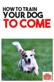To train your dog effectively, you have to use the behavioral change this trainer has figured out that poor recall response from dogs fundamentally comes down to learning how to calm your dog down so it can regain control of. How To Train Your Dog To Come Every Time Good Doggies Online Training Your Dog Dog Recall Training Good Doggies Online