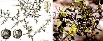Image result for Putterlickia verrucosa