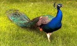 tavus kusu ile ilgili gorsel sonucu hayvanlar hayvan tavus kusu