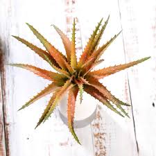 Image result for Aloe cameronii