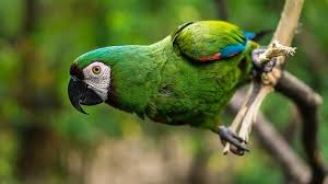 The genetic profile of the strain hasn't been touched, so you'll have to deal with a long flowering period of 75 to 80 days. Green Parrots A Comprehensive Guide With Pictures Pets Byte