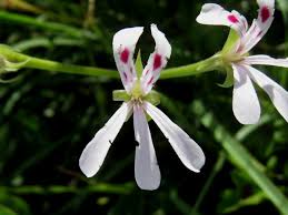 Image result for Pelargonium alchemilloides