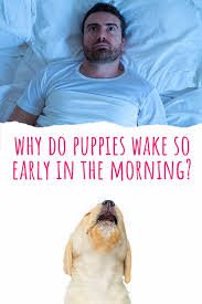 Check spelling or type a new query. Why Do Puppies Wake So Early In The Morning And 3 Ways To Solve It