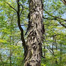 نتیجه جستجوی لغت [hickory] در گوگل