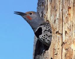 It applies especially to the refresh interval on cathode ray tube (crt) televisions and computer monitors, as well as plasma computer displays and televisions. Cavity Nesters Birds That Use Holes In Trees Donna L Long
