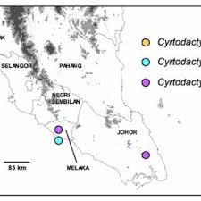 Boat services is available to reach the island at very reasonable charge. Upper Holotype Of Cyrtodactylus Batucolus Zrc 2 6743 From Pulau Download Scientific Diagram