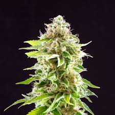 All rights reserved © thē haze / 2020. Cookies Haze Feminized Cannabis Seeds Kannabia Seed Company