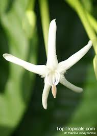 Image result for Loxogramme latifolia