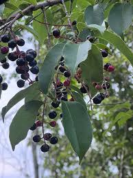 Image result for Prunus serotina