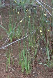 Image result for Xyris anceps