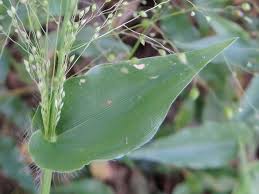 Image result for Panicum subalbidum