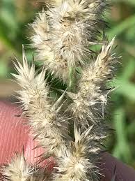 Image result for Enneapogon cenchroides